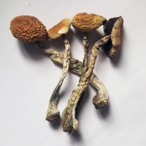 BUY DMT CANADA